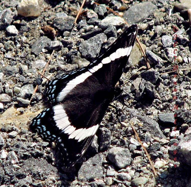 Intergrade between Red Spotted Purple