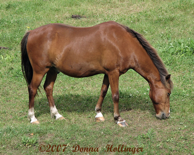 Chestnut Gelding