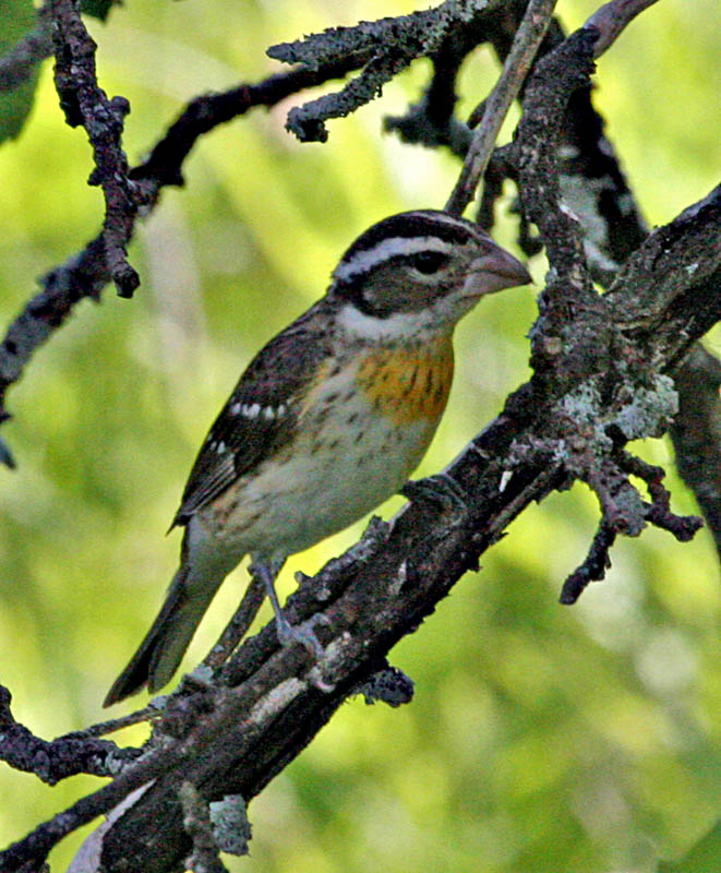 Immature Rose Breasted Grosbeak