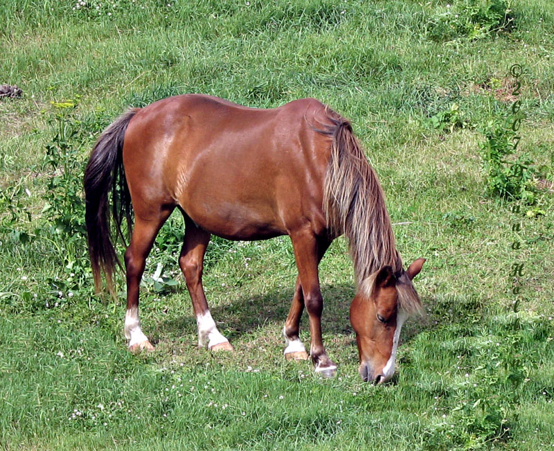 Vermont Horse Grazing