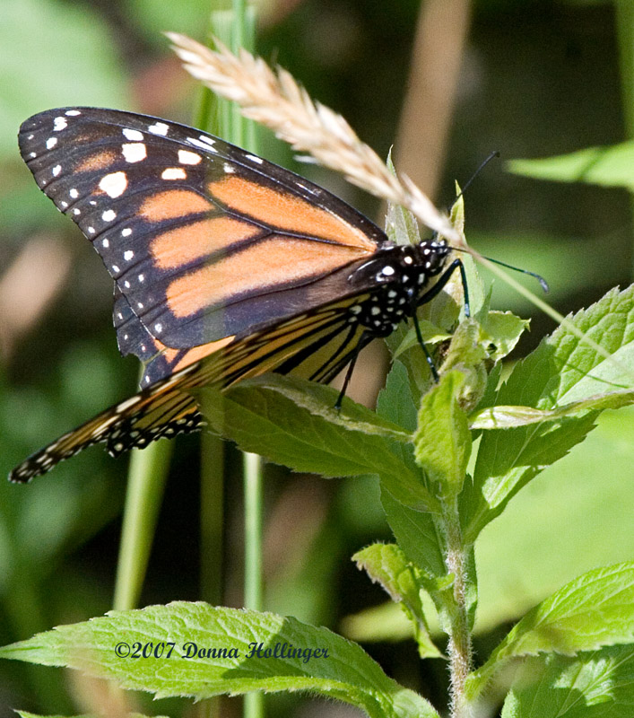 Fleeting Monarch