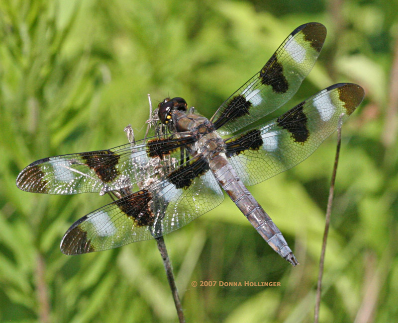 12 Spotted Skimmer