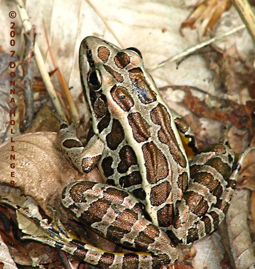 Pickerel Frog