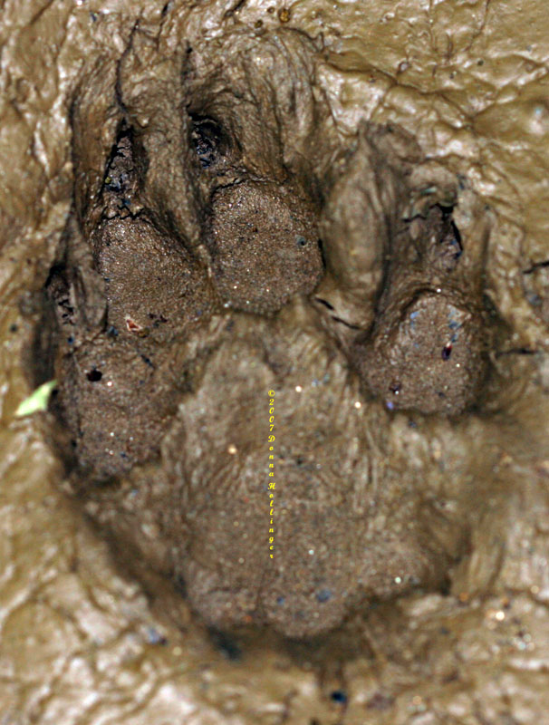 Not! Bear Front Paw Print