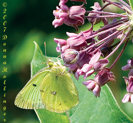 Colias eurytheme (Orange Sulphur)