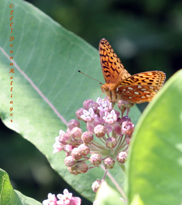 Aphrodite Fritillary