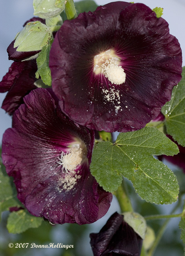 Deep Purple Hollyhock