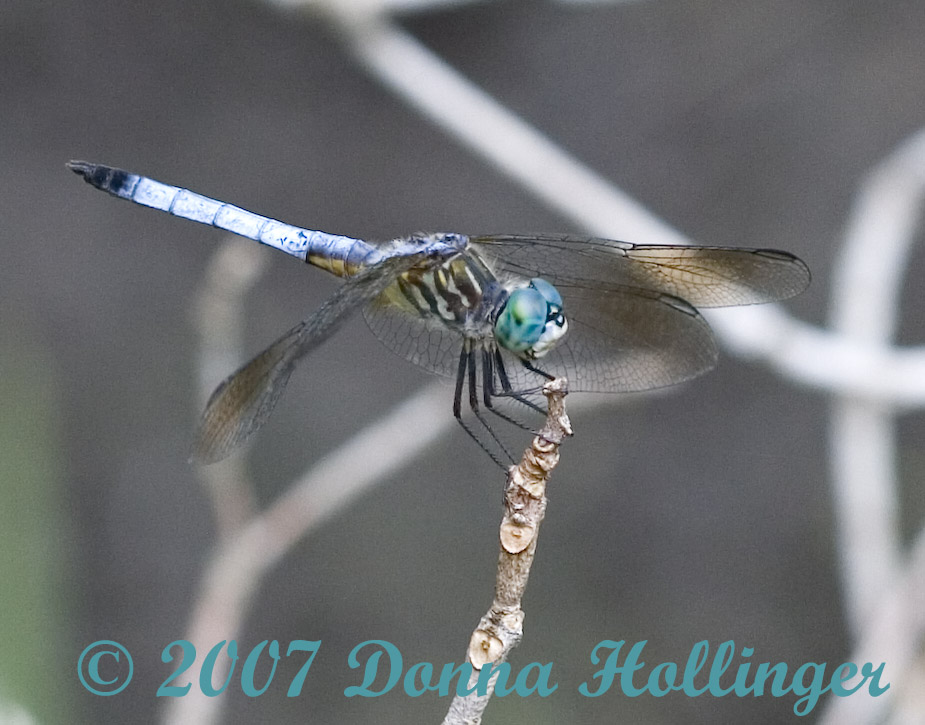 Blue Dasher (Pachydiplax longipennis)