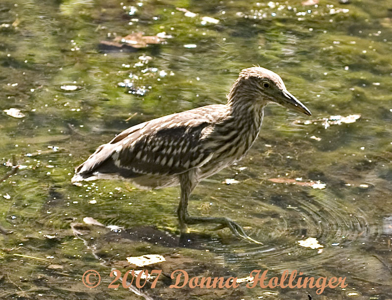 Night Heron with foot