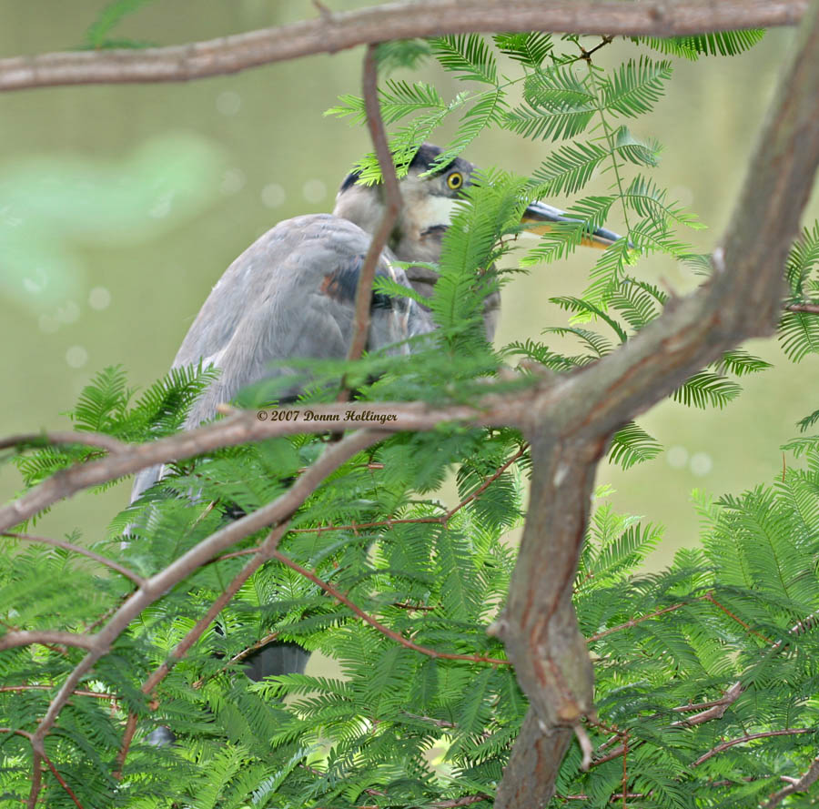 Great Blue Heron