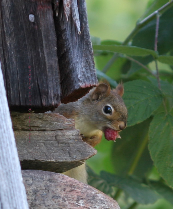 Red Squirrel Watching Me