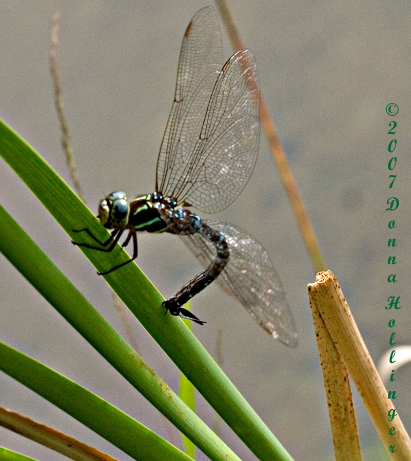Dragonfly Laying Eggs on Cattail