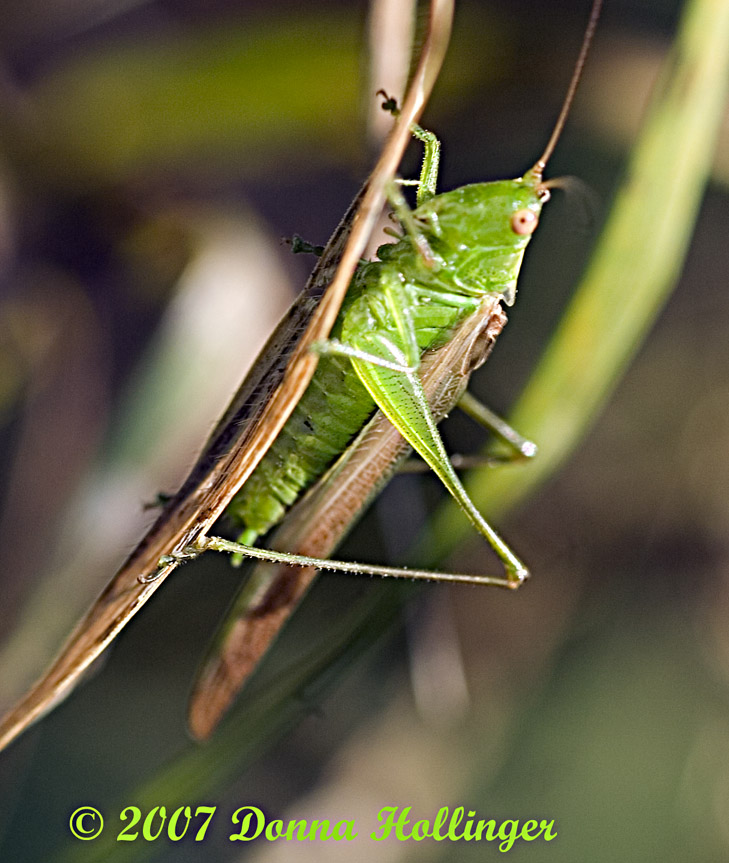 Katydid hanging on!