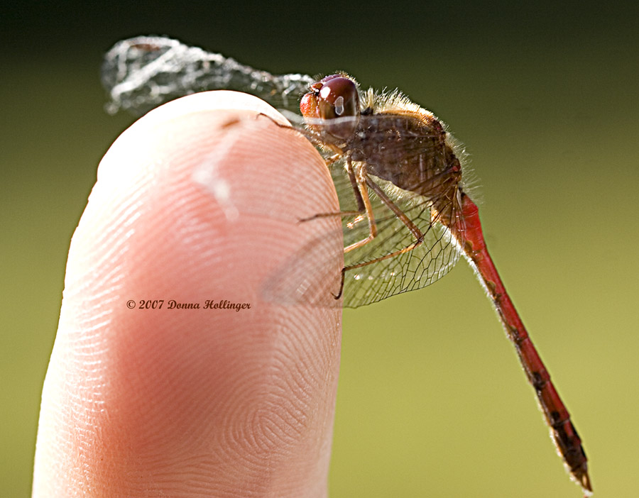 Sympetrum vicinum, Yellow-legged Meadowhawk