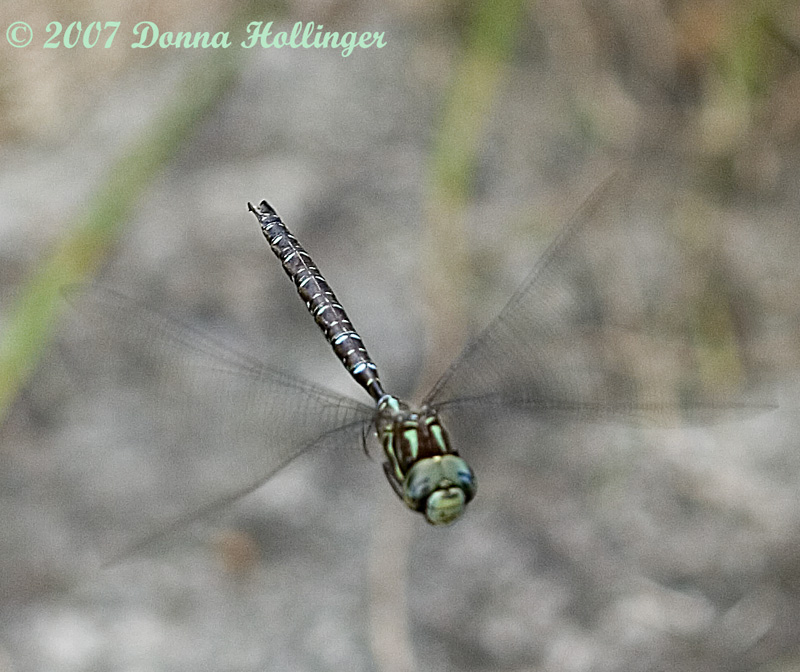 Very busy Darner