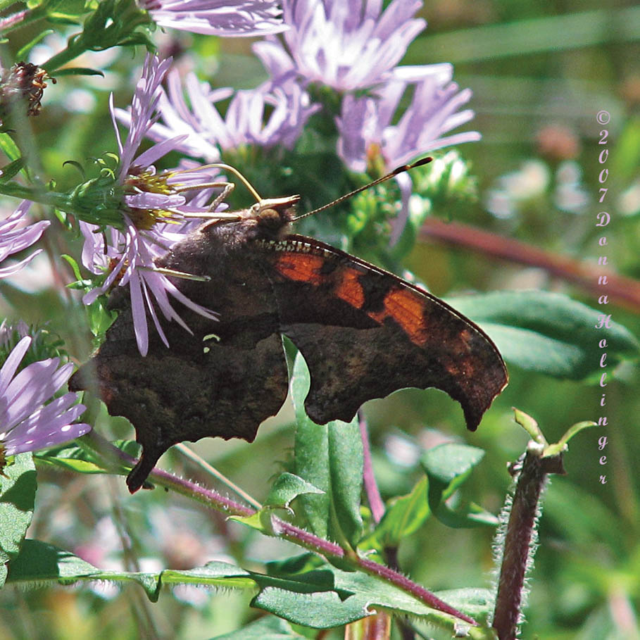 Questionmark Butterfly