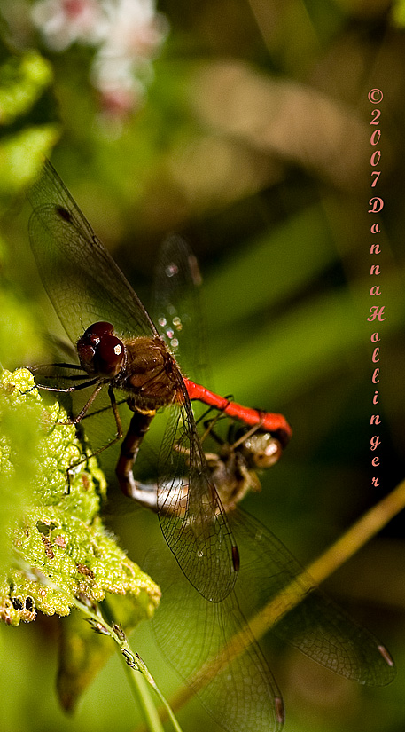 Meadowhawks Mating