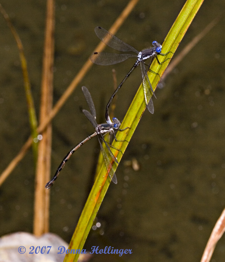 Spreadwings Mating