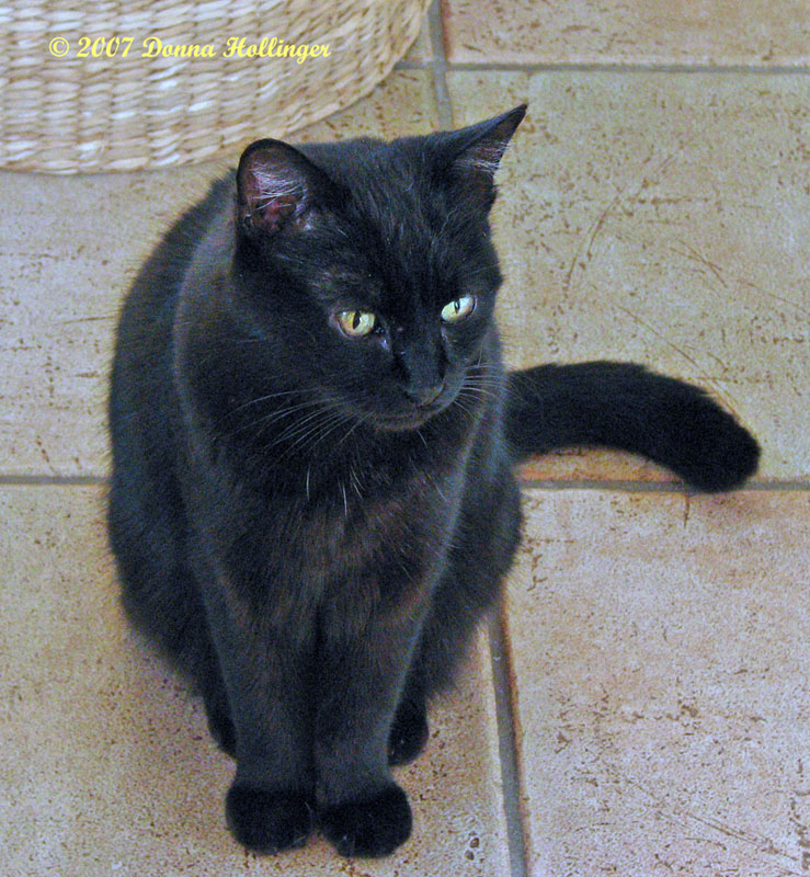Mickey Kitty