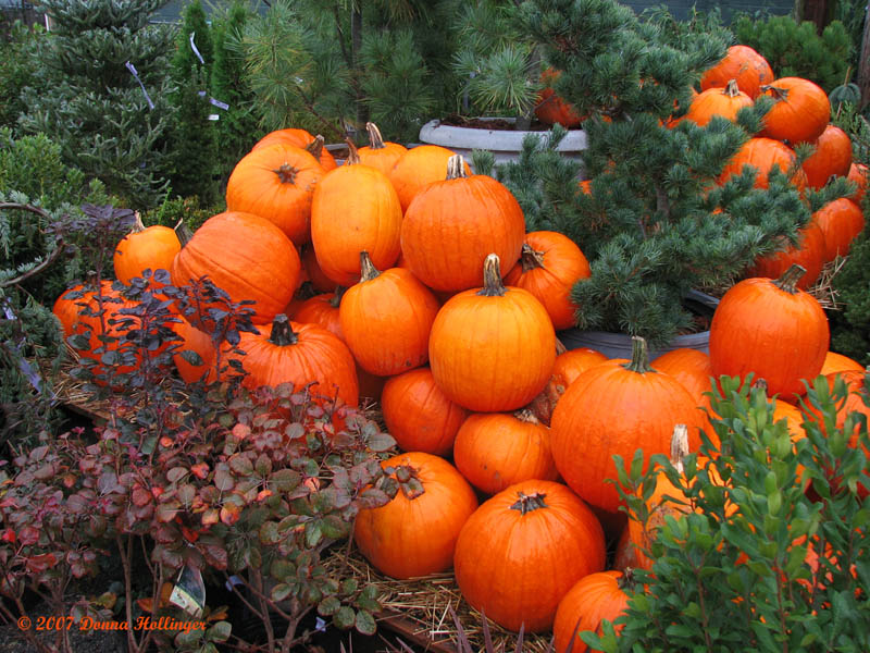 Pumpkins in the Rain I