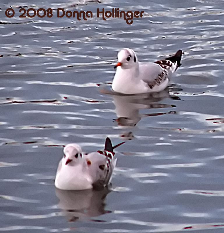 First winter Black-headed Gulls