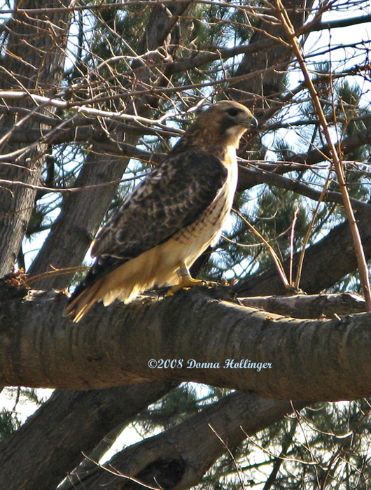 Red Tailed Hawk