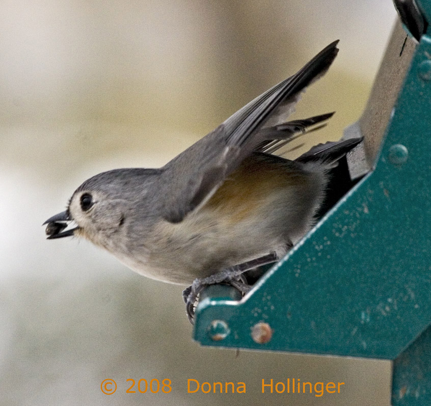 Titmouse with Seed