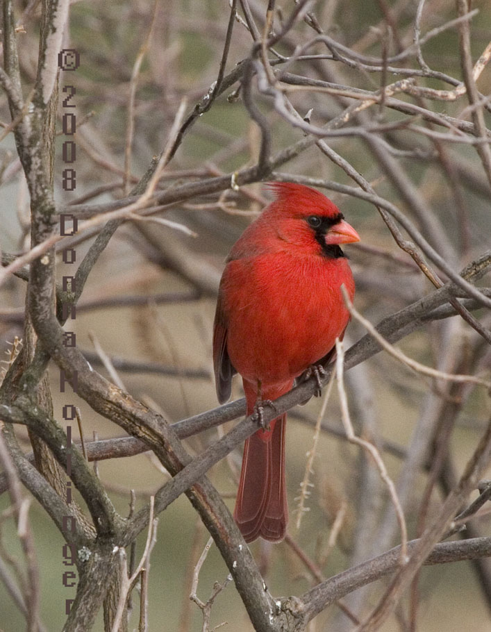 Male Cardinal