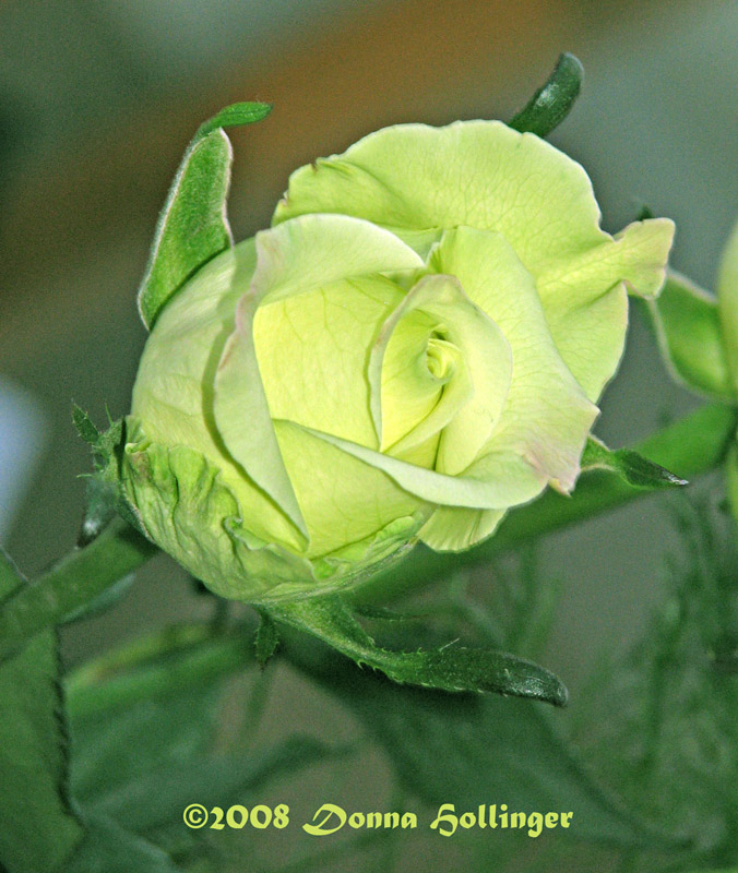 Rose Tinted Ivory Rose