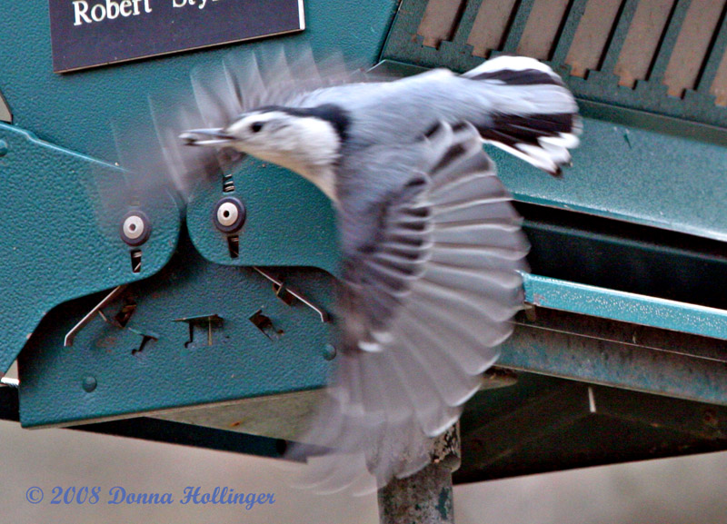 Nuthatch FLyig with Seed