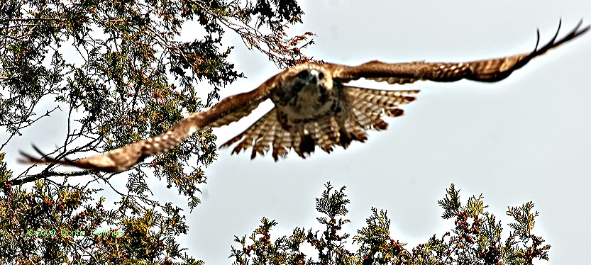 Redtail Hawk Steering Through the Trees