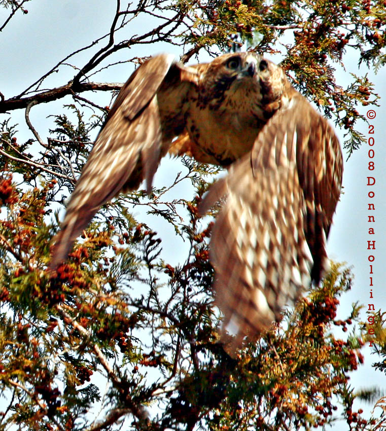 Flying Red Tailed Hawk