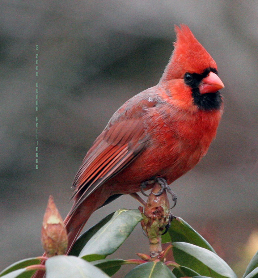Male Cardinal on the Rhododendron