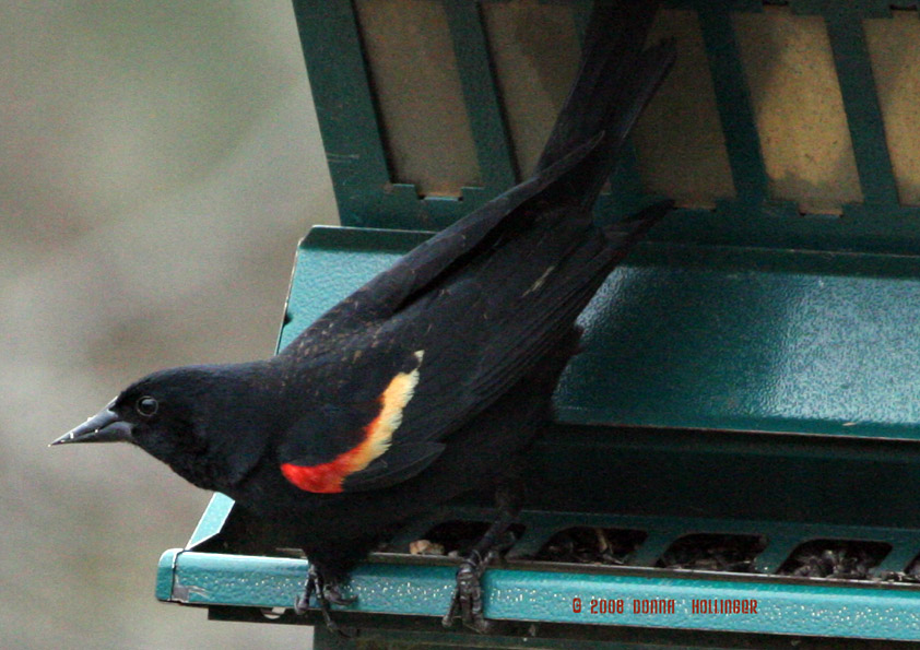 Red Winged Blackbird