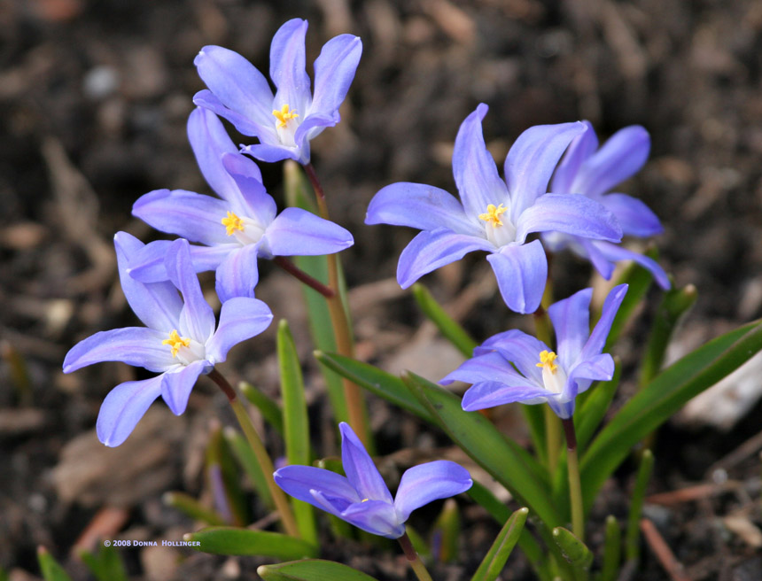 First Flowers