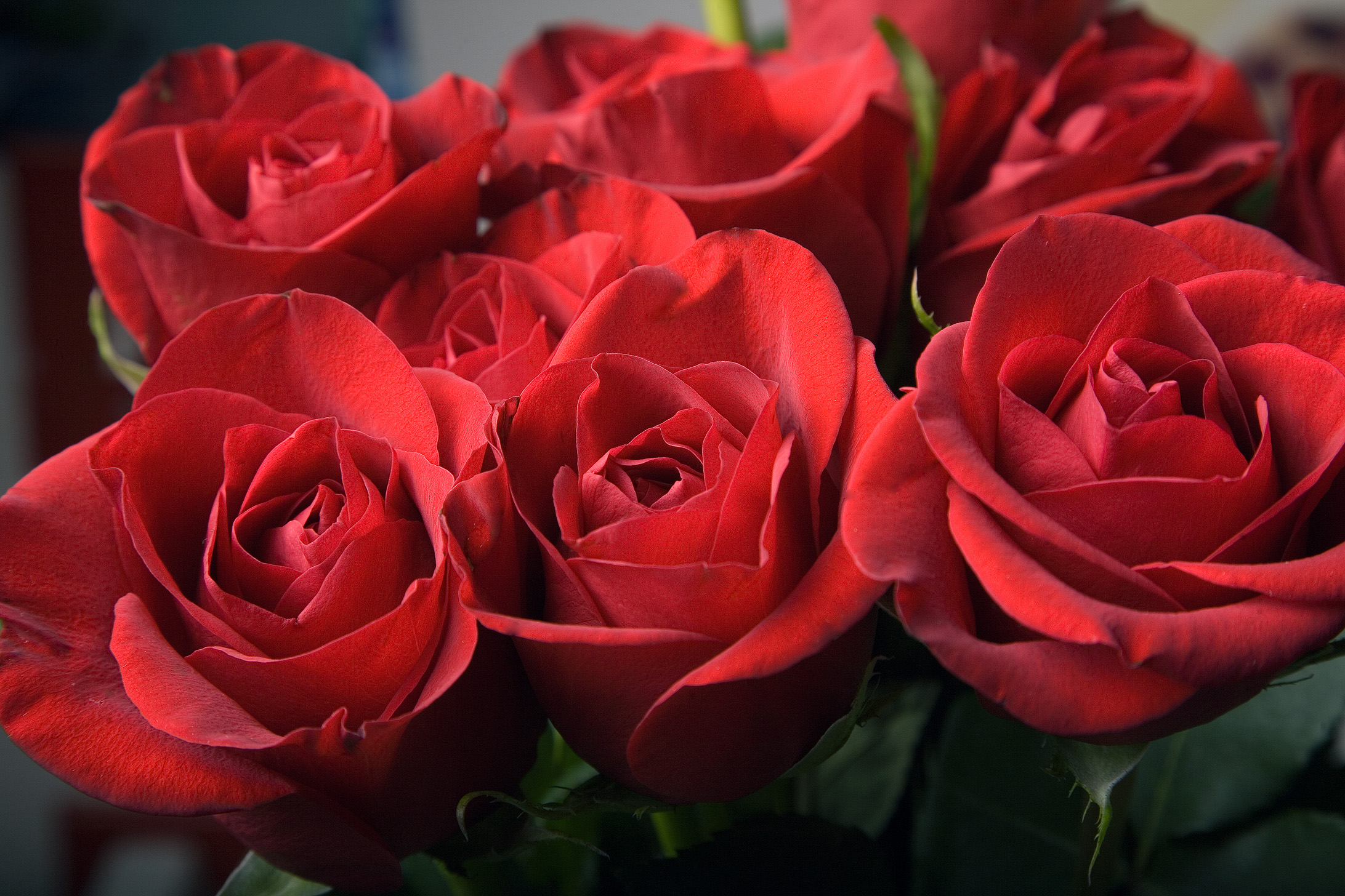 _MG_0016_roses_eggcrate_2184x.jpg