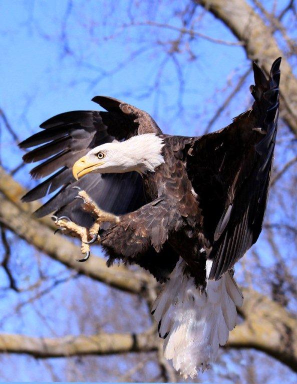 Eagle Talons