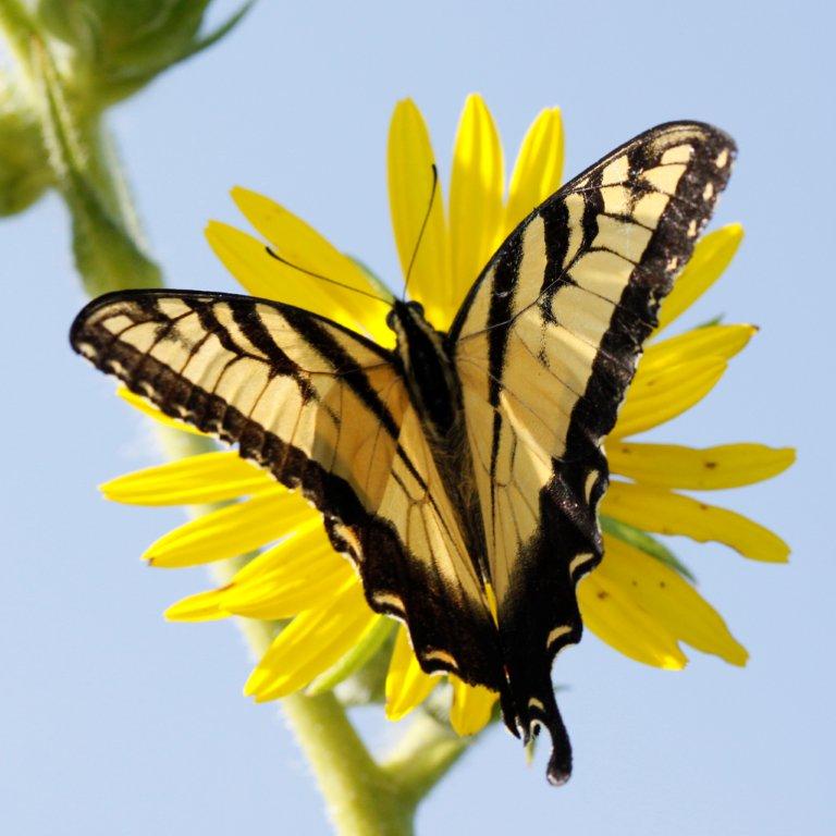 petal shadows.jpg