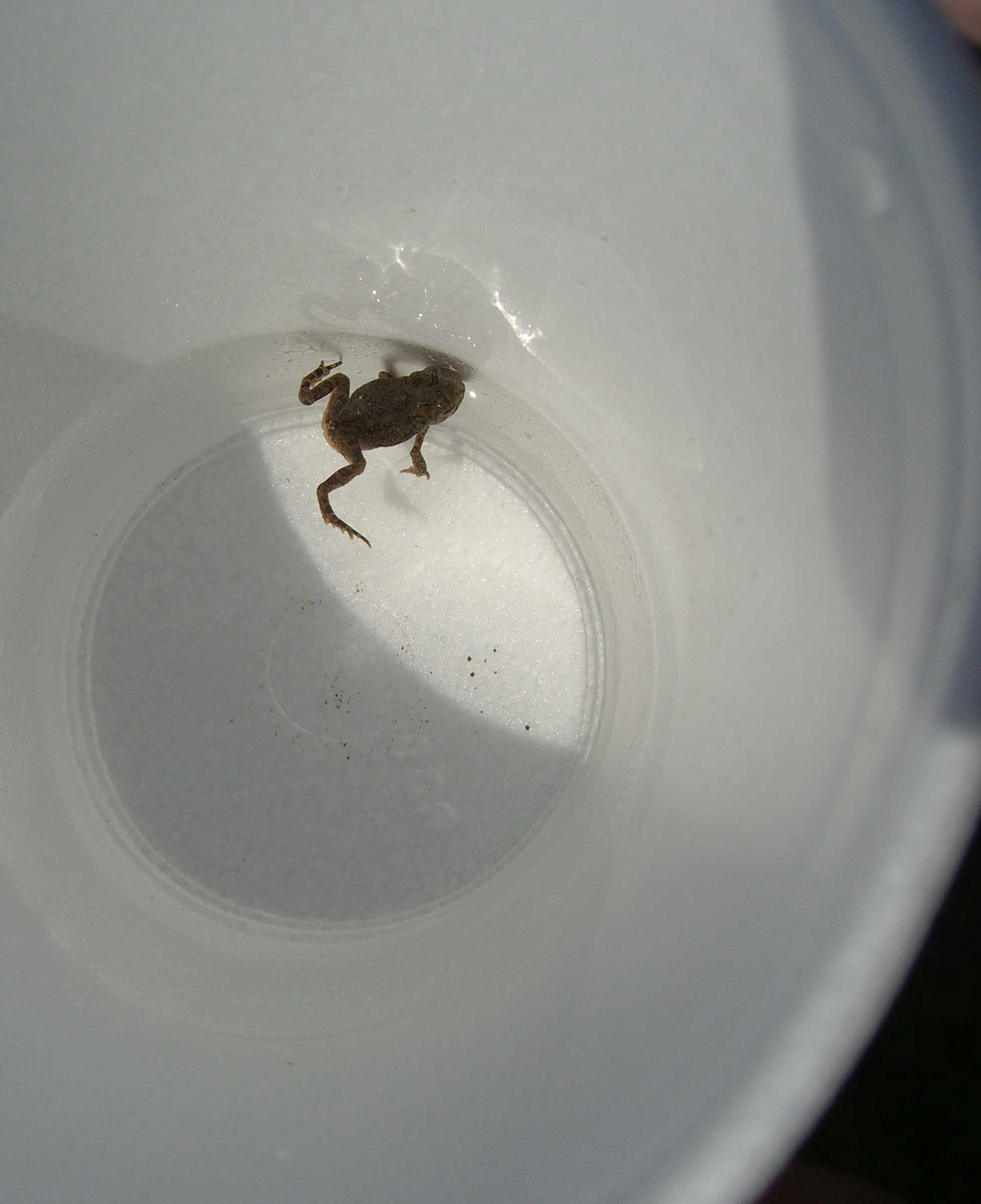 MACRO TOAD