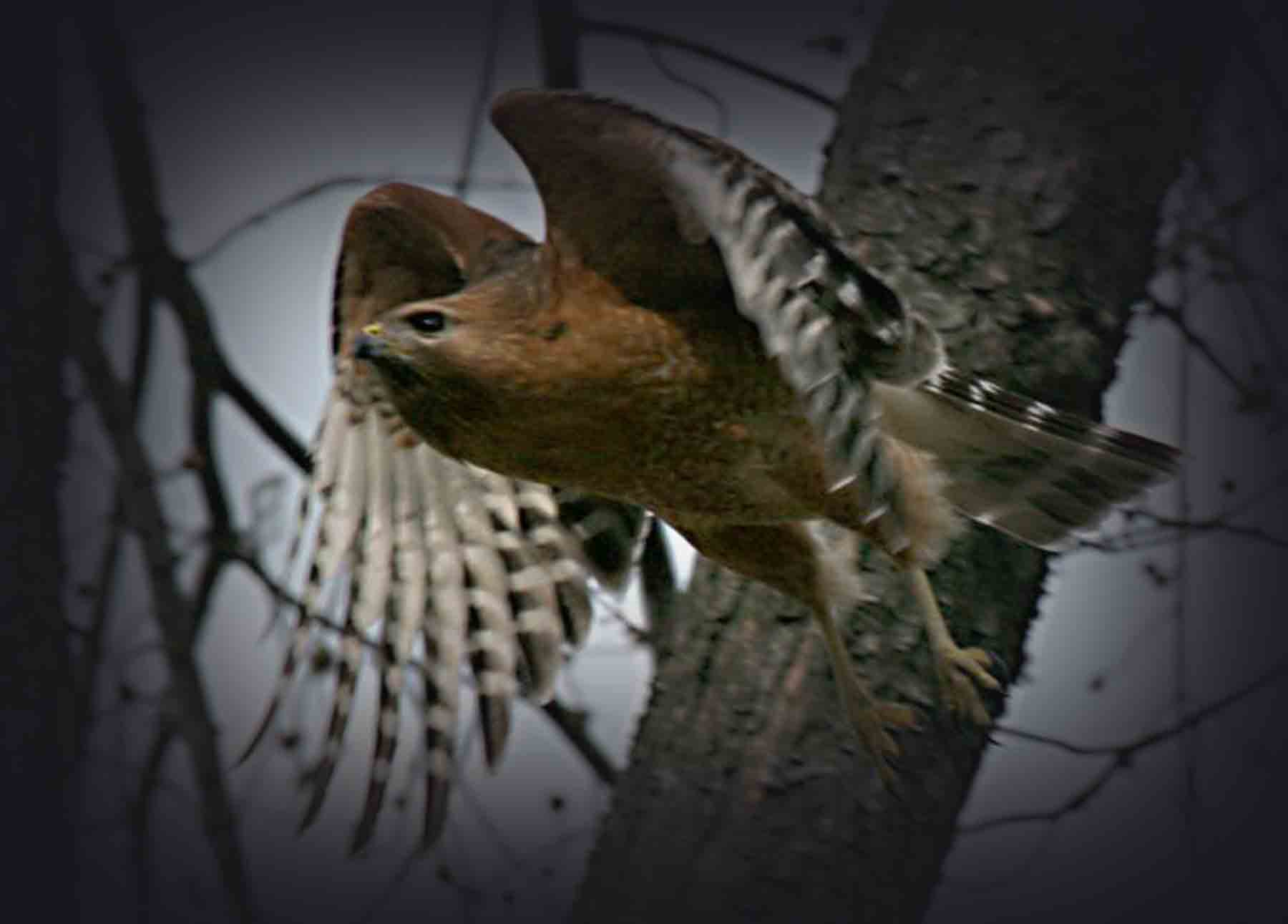 diving-hawk