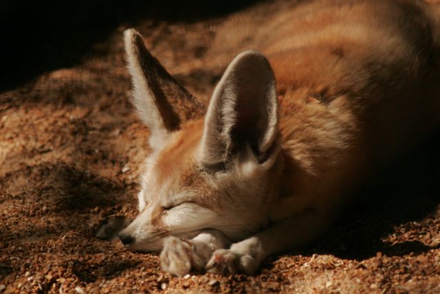 ZZZZZZZZz