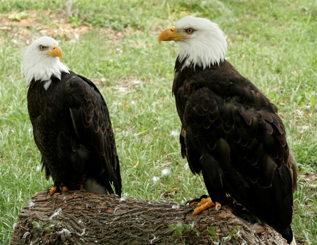 bald eagle