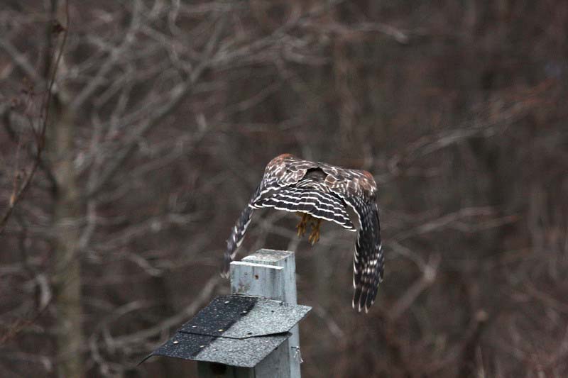 2008-2-10 Red-shouldered Hawk