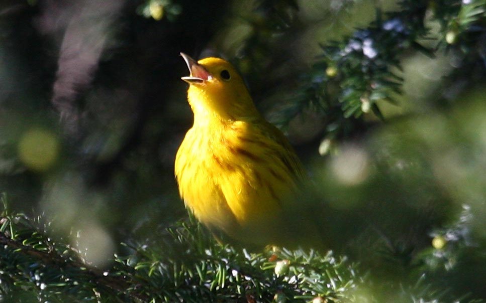 Yellow Warbler - singing for a mate