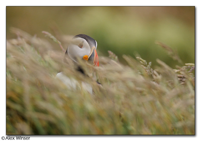 Puffin