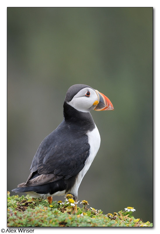 Puffin