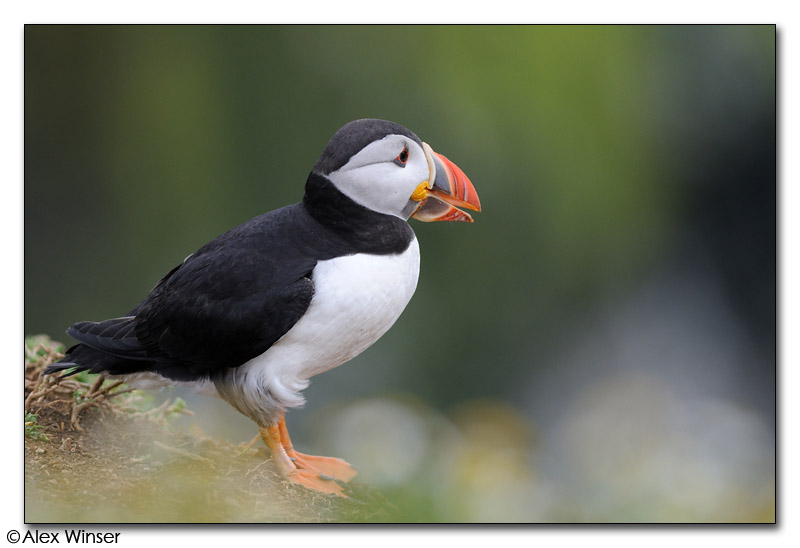 Puffin