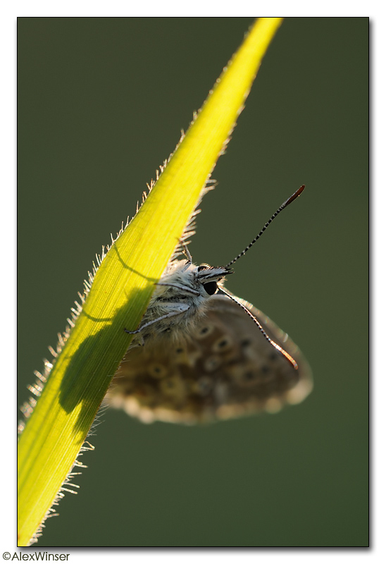 Chalk-hill Blue (Lysandra coridon)