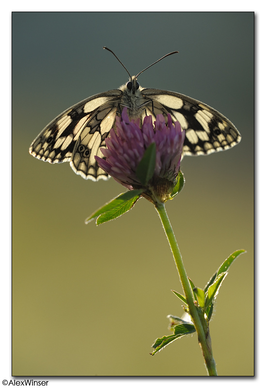 Marbled White (Melanargia galathea)