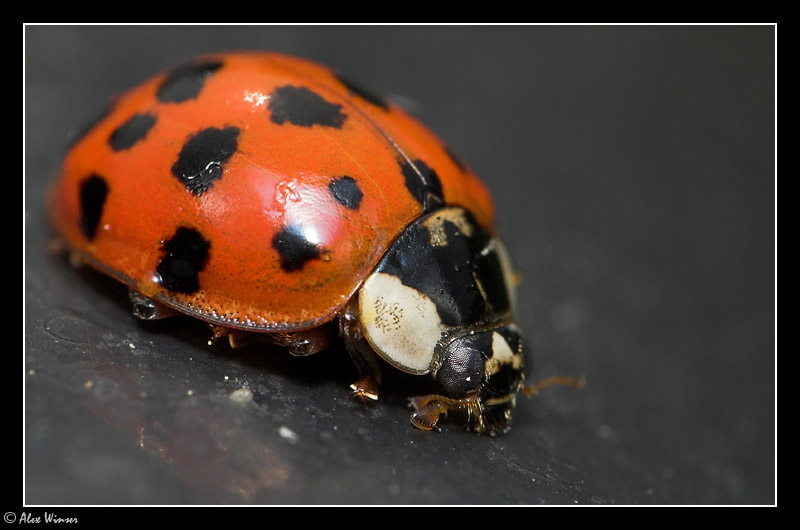 Ladybird